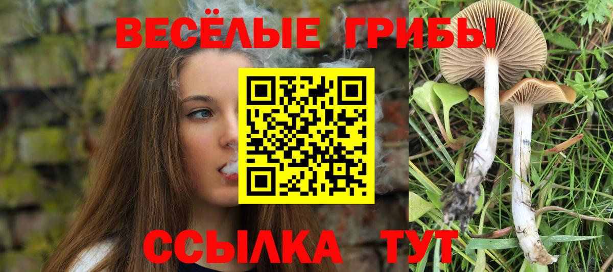 Галлюциногенные грибы Psilocybe Северск